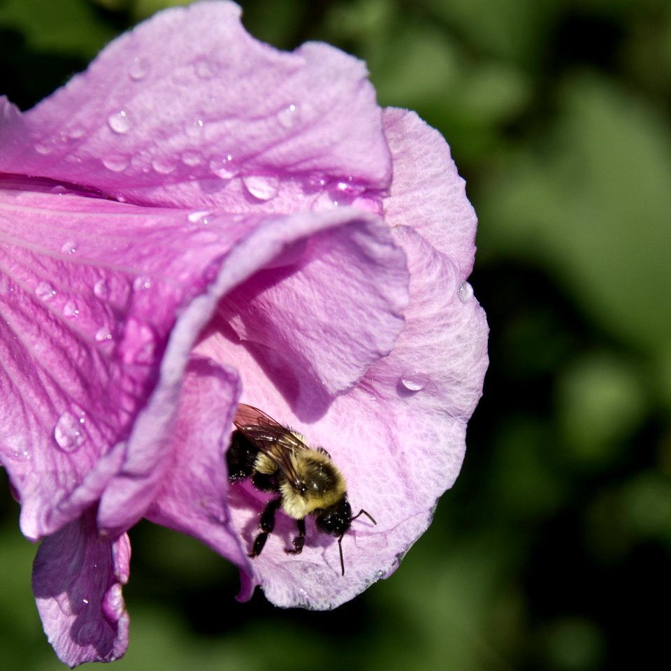 BEE on ROSE of SHARON photo