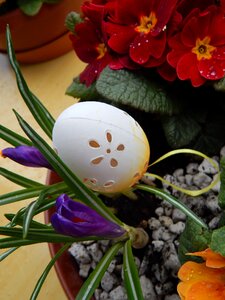 Spring flowers eggs photo