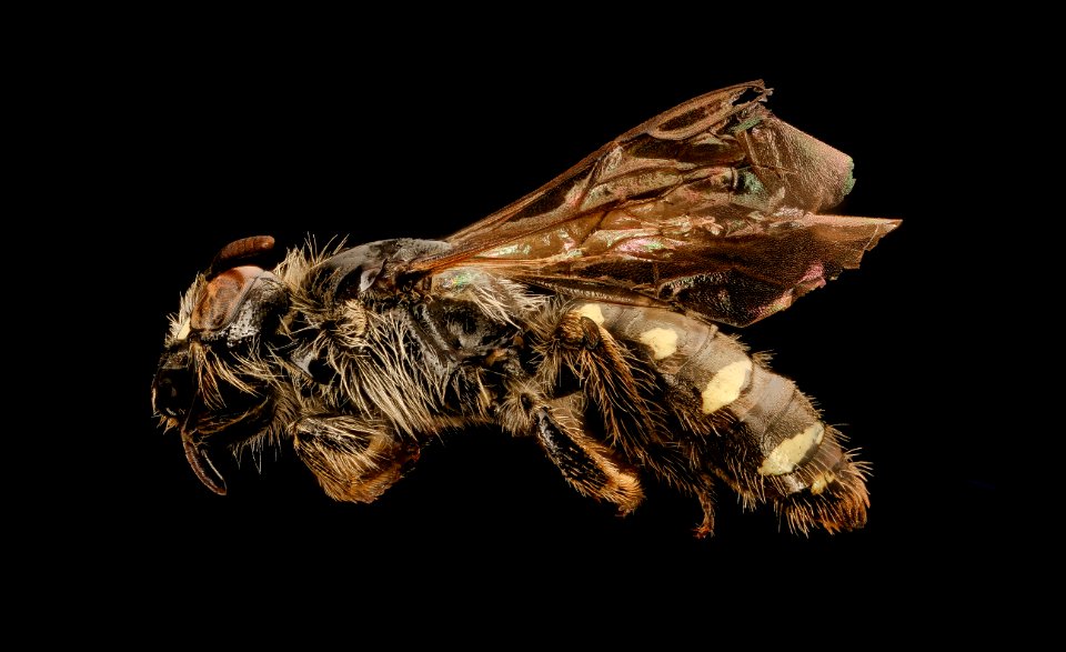 Calliopsis edwardsii, f, left, Mariposa CA 2017-08-02-15.04