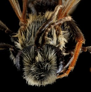 Andrena confederata, M, Face, Calvert Co 2013-08-01-15.01.16 ZS PMax photo