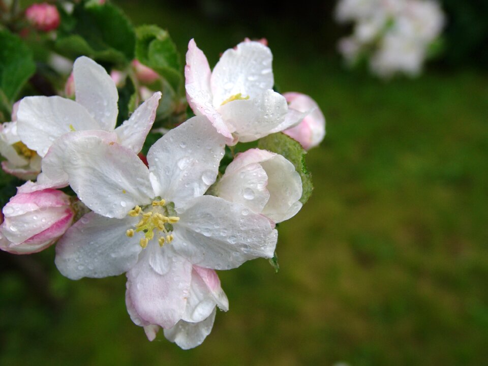 Bloom white blossom spring
