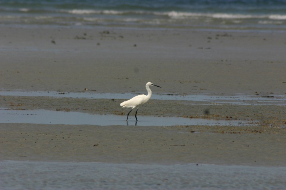 Egretta garzetta 3