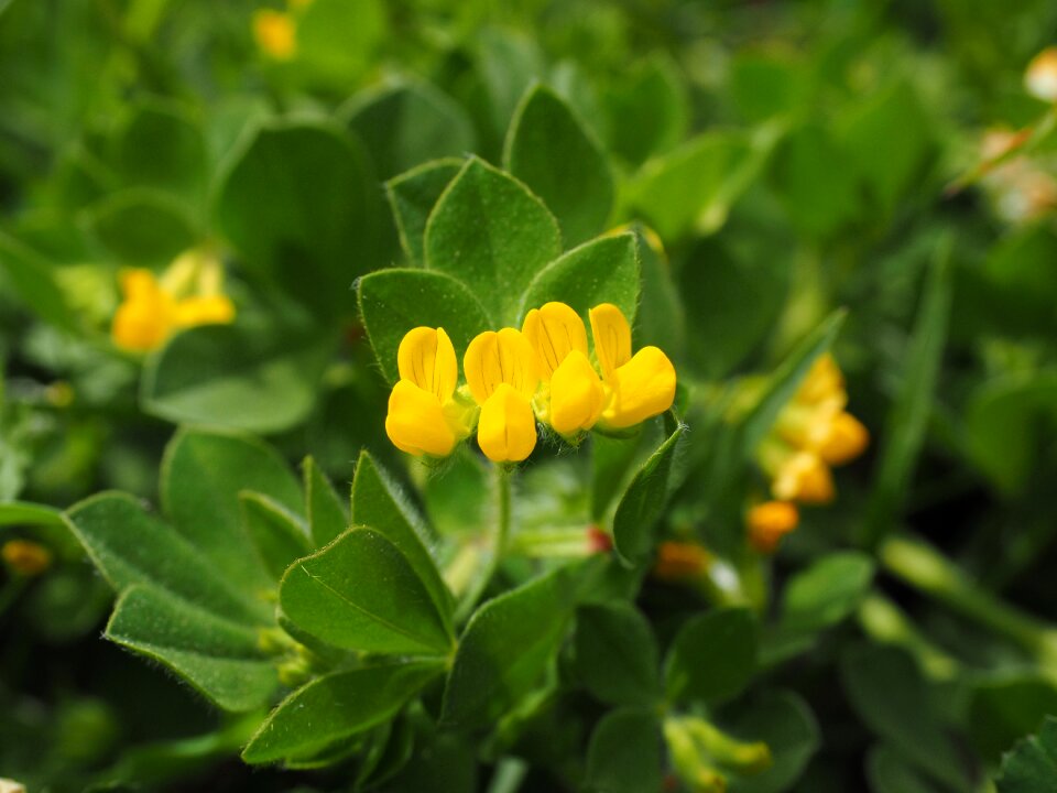 Plant yellow flower