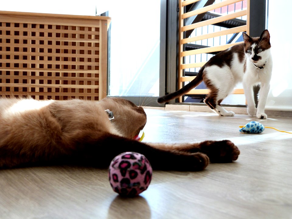 Kitty playtime shoot
