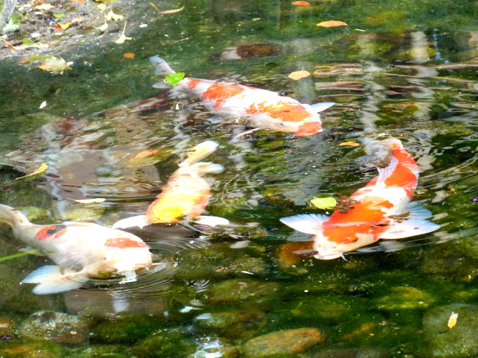 Kyoto day 3: Himeji, Okayama
