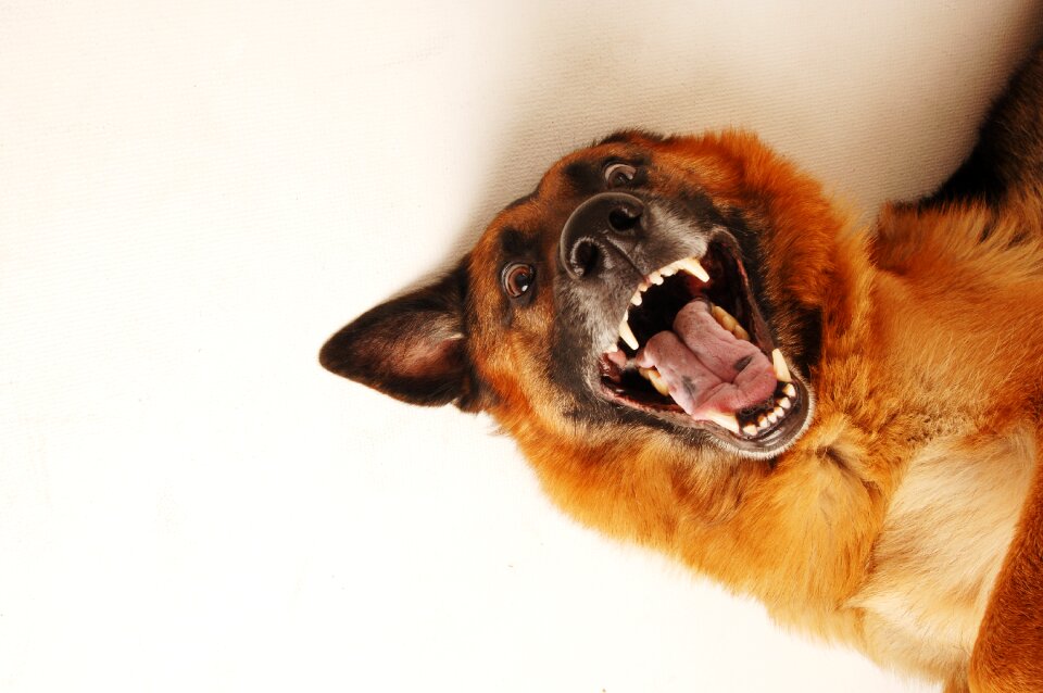 Animal animals doggie