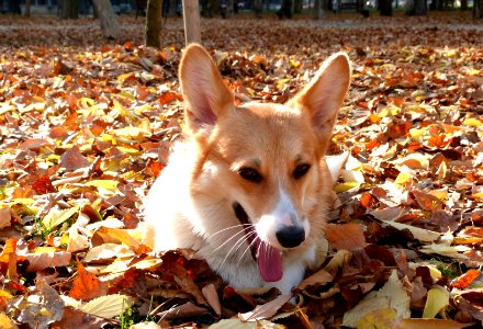 Getting sleepy on a pile of leaves photo