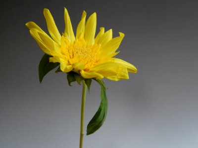 DSCN7494