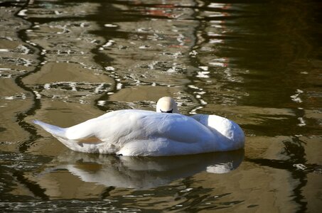 Lazy animal water bird