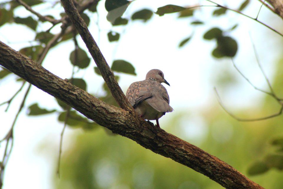 Streptopelia chinensis 2