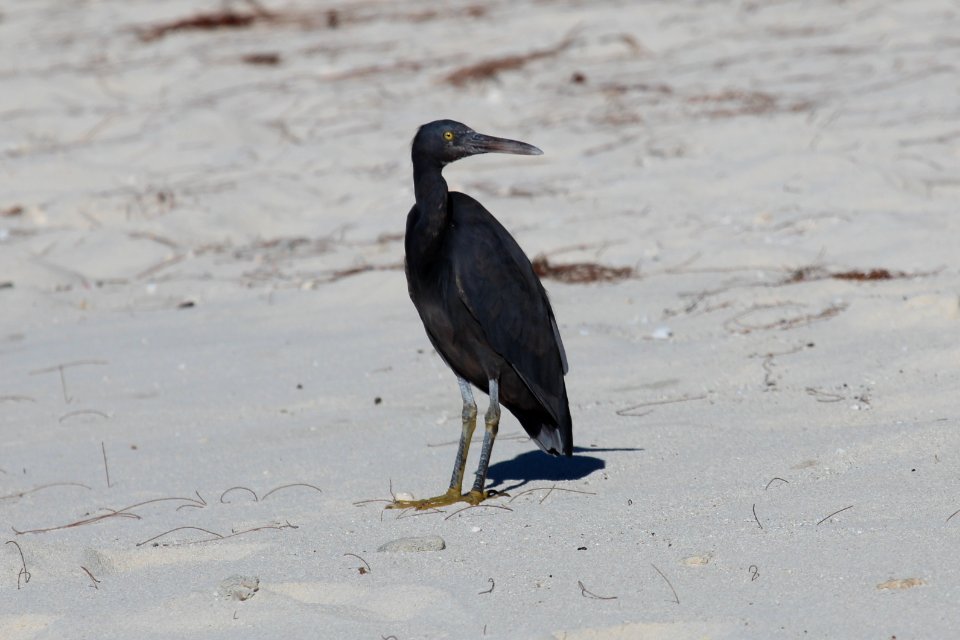 Egretta sacra 3 photo