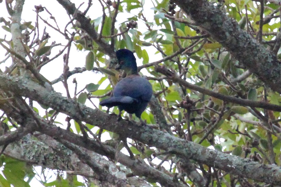 Tauraco porphyreolophus 2
