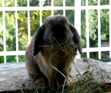Hay is good for you! photo