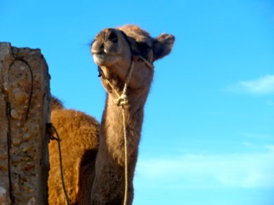 Camel smile photo