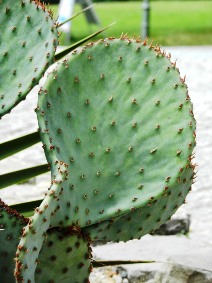 Plant drought green
