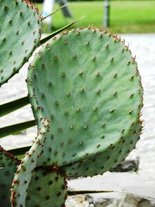 Plant drought green
