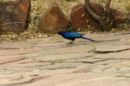 Lamprotornis purpuropterus 1