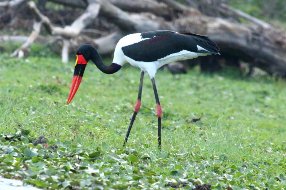 Ephippiorhynchus senegalensis 2