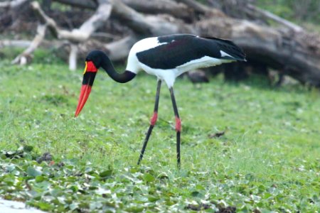 Ephippiorhynchus senegalensis 2 photo