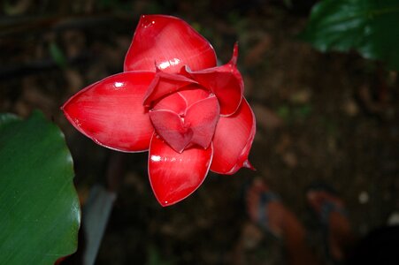 Jungle nature exotic