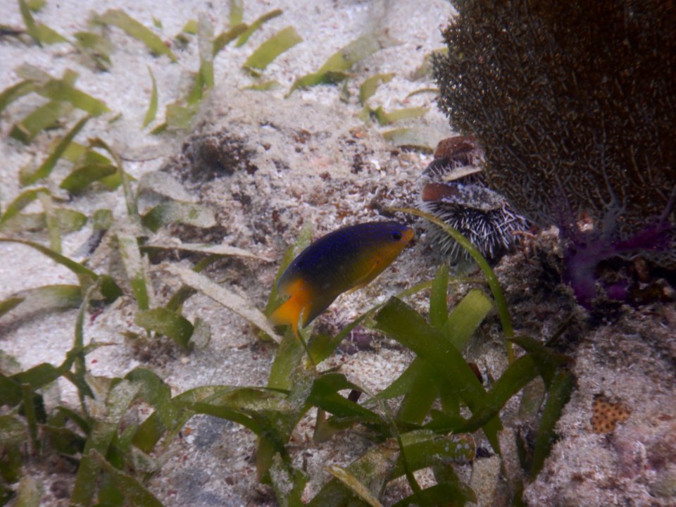 Stegastes leucostictus 2