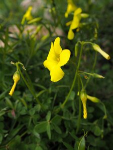 Bloom yellow lemon
