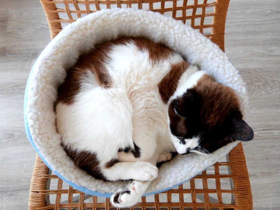Nap time with Shunso