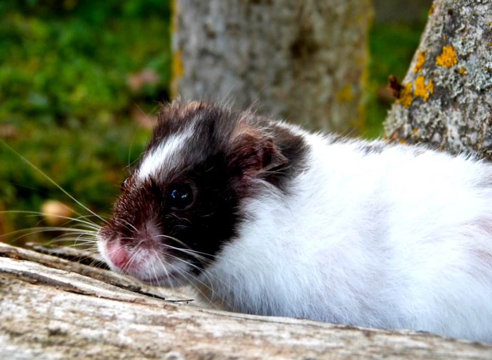 Smilling hamster photo