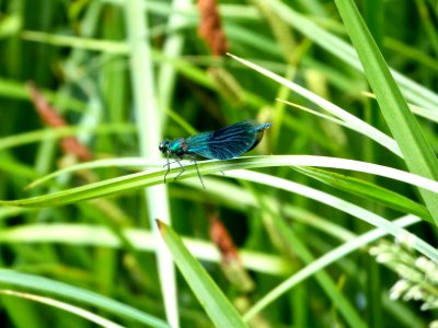 Banded Damselfly photo