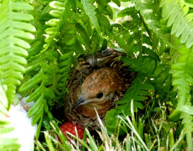 Polka hiding with her berry