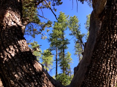 Through the Juniper Window