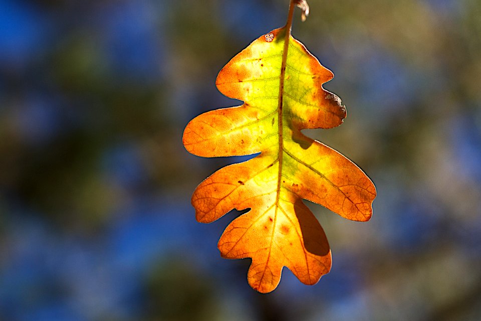 One Leaf to Rule Them All