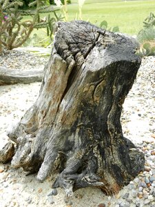 Trunk nature the bark photo