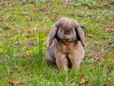 Chewy in my garden photo