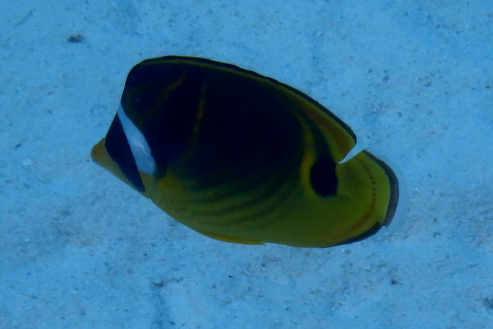 Chaetodon lunula 1
