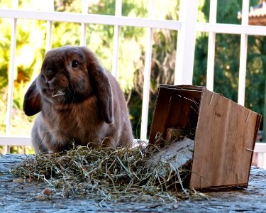 Chewbacca photoshoot