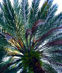 Palm tree pattern design photo