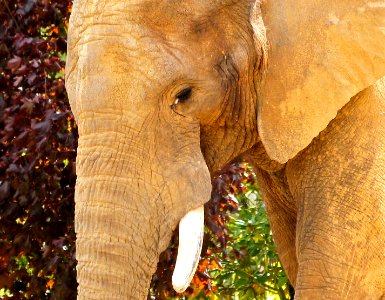 Beauval Zoo