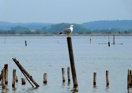 Salt marshes of Bages (France)