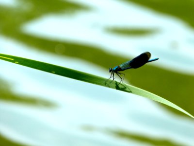 Banded Damselfly photo