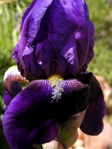 More Irises from Strawberry