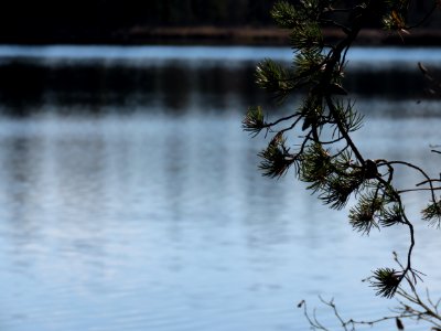 171025-FS-Superior-SAR-lakeandpine