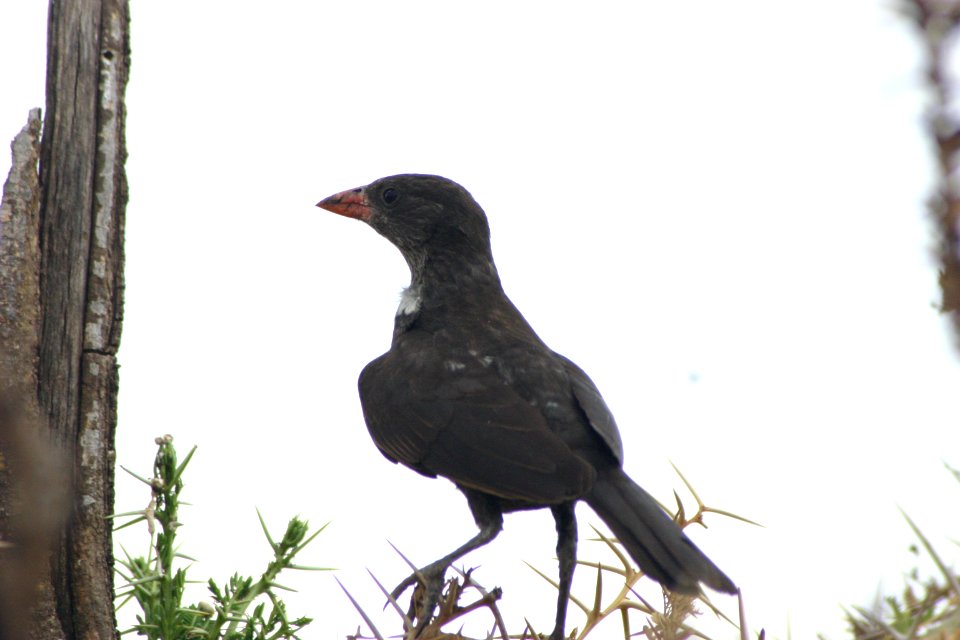 Bubalornis niger 1
