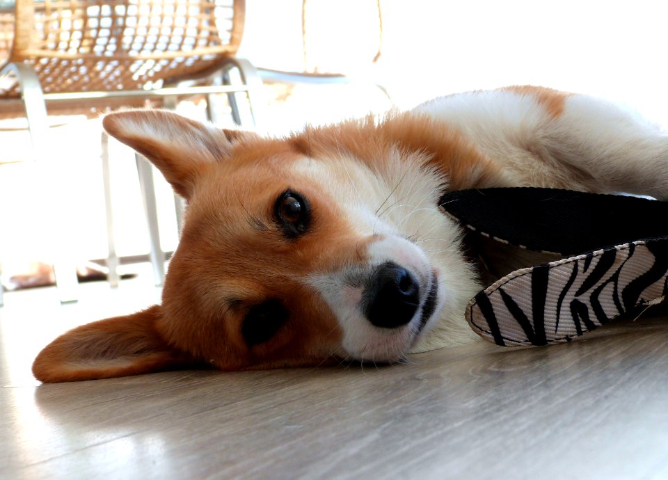 Sun's current favorite toy