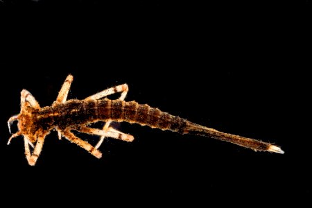 pond 10.18.2012, damselfly nymph1, back, beltsville,MD 2012-10-18-14.49.56 ZS PMax photo