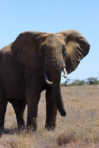 Tusks conservancy ivory