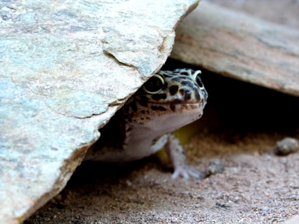 Leopard gecko