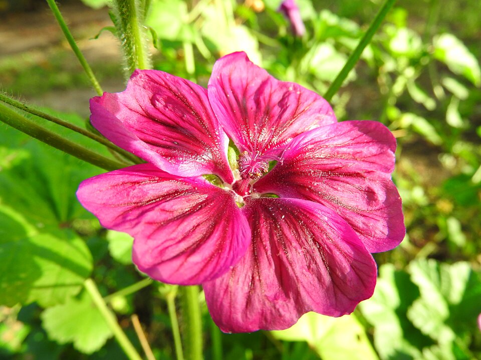 Bloom mallow wild flower photo