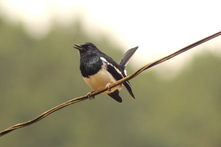 Copsychus saularis 1