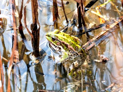 European green frog photo